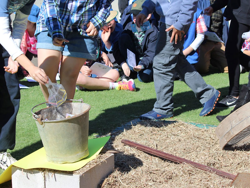 St Andrew's Primary Marayong Students farming