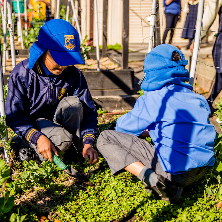 Students tending the school garden at St Andrews Primary School Marayong